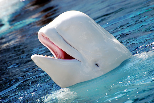 beluga whale. Beluga Whales:
